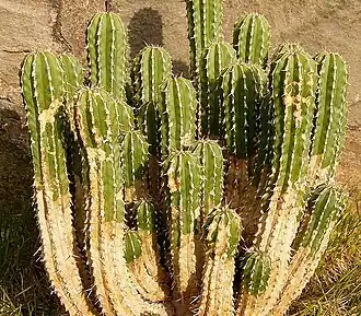 Euphorbia officinarum