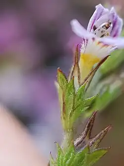 Schutblad, kelk en bloemkroon