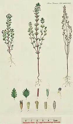 Illustratie Flora Danica