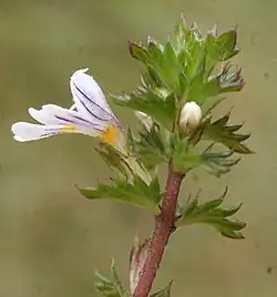 Bloem met kelk en schutblad