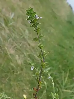 Stengel met bloem en vrucht