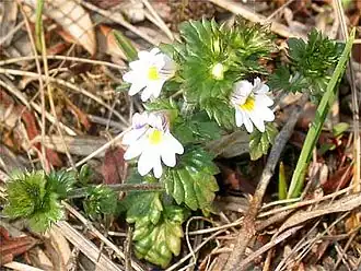 Vierrijige ogentroost