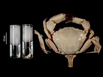 Euphrosynoplax clausa