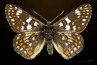 Euphydryas cynthia cynthia ♂