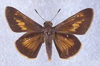 Euphyes pilatka