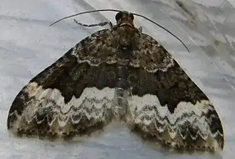 Dubbelhoekbandspanner