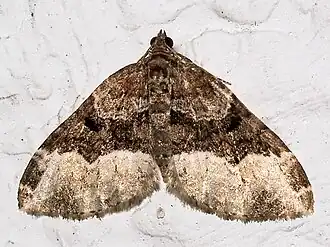 Euphyia intermediata