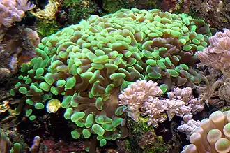 Fimbriaphyllia paraancora