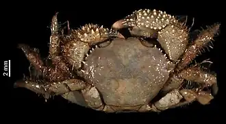 Eupilumnus actumnoides