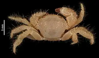 Eupilumnus stridulans