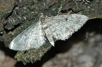 Eupithecia pliniata