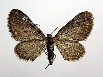 Eupithecia actaeata