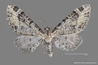 Eupithecia agnesata