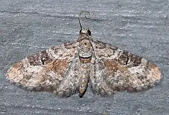 Eupithecia anticaria