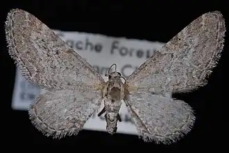 Eupithecia behrensata
