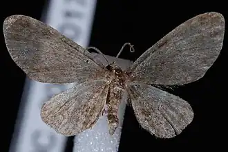 Eupithecia bryanti