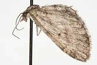 Eupithecia castellata