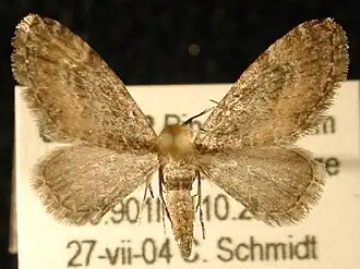 Eupithecia coloradensis