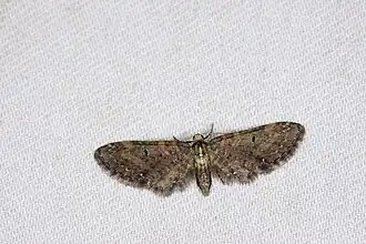 Eupithecia convexa