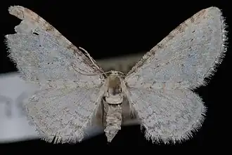 Eupithecia cretaceata