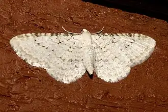 Eupithecia cretaceata