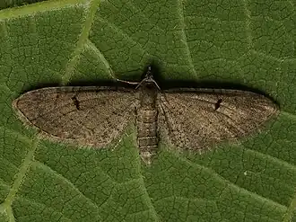 Eupithecia extraversaria