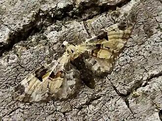 Eupithecia extremata