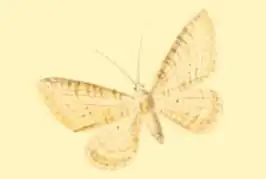 Eupithecia salami