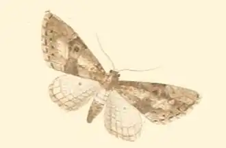Eupithecia gueneata