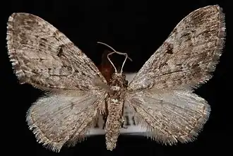 Eupithecia harrisonata