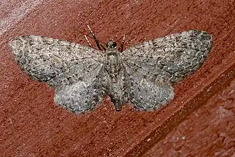 Eupithecia lachrymosa