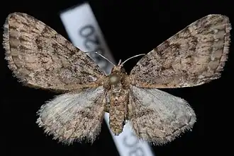 Eupithecia longipalpata