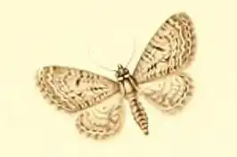 Eupithecia massiliata