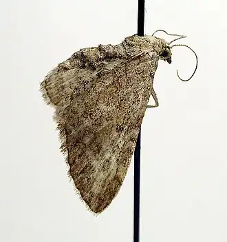 Duizendbladdwergspanner