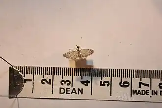 Eupithecia minusculata