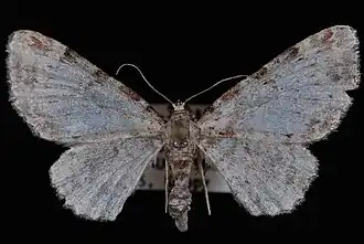 Eupithecia columbrata