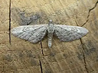 Smalvleugeldwergspanner