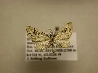 Eupithecia nemoralis