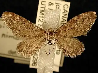 Eupithecia nimbicolor