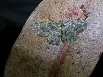 Eupithecia orichloris