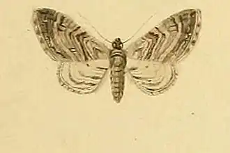 Eupithecia oxycedrata