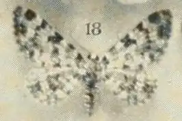 Eupithecia poecilata