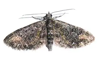 Eupithecia gradatilinea