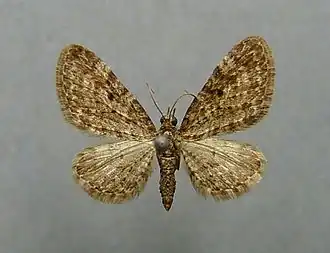 Eupithecia silenata