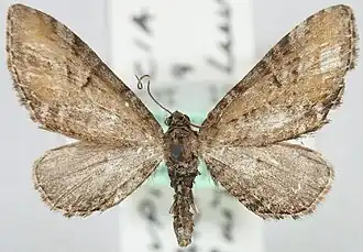 Eupithecia subbrunneata