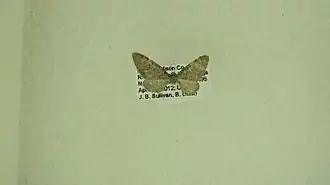 Eupithecia swettii
