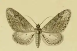 Eupithecia unedonata