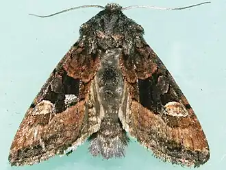 Euplexia benesimilis