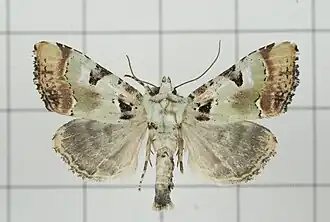 Euplexia chlorerythra