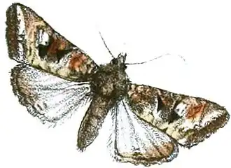 Euplexia discisignata